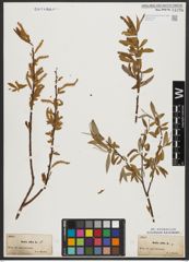 Foto von Salix alba L.